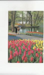 BF29864 keukenhof lisse holland  netherland  front/back image