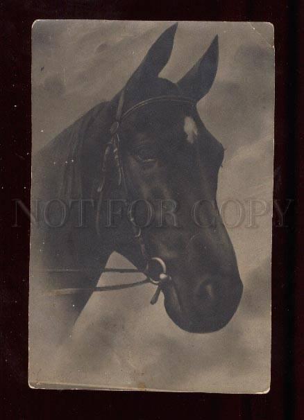 018193 Head of HORSE. Best Friend. Vintage Photo PC