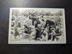 Mint USA RPPC Postcard Picking Tobacco Near Greensboro NC Bayard Wootten