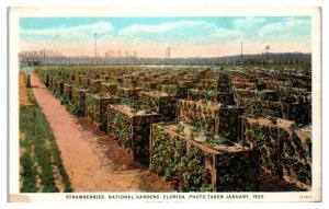 1925 Strawberries Cultivation at National Gardens, FL Postcard