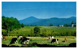 Postcard FARM SCENE Rutland Vermont VT AR9690