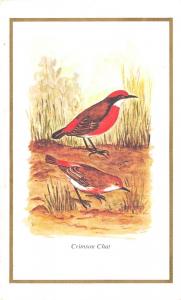 BF40023 crimson chat australia  bird oiseau