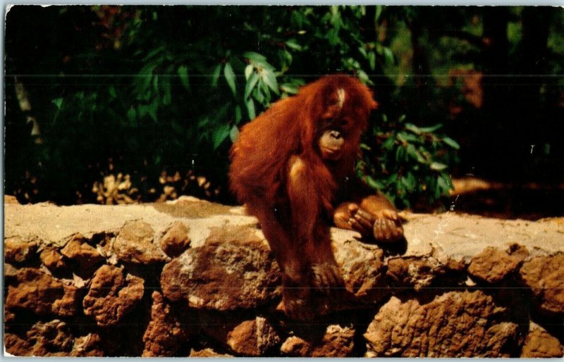 Young Orangutan Sumatra Borneo Animal Color Series San Diego Zoo Postcard