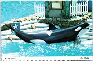 Postcard - Shamu, Sea World's Famous Killer Whale - San Diego, California