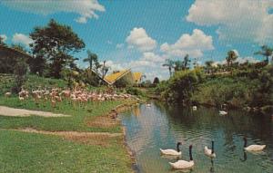 Florida Tampa Black Necked Swans and Flamingos At Busch Gardens