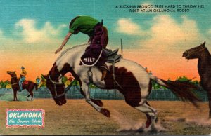 Oklahoma Bucking Bronco Tries Hard To Throw His Rider At A Rodeo