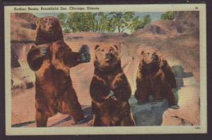 Kodiak Bears,Brookfield Zoo,Chicago,IL Postcard 