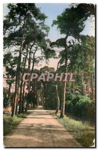 Old Postcard Beauchamp Avenue S and O the Pines