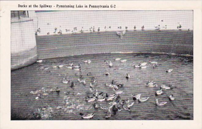 Pennsylvania Pymatuning Lake Ducks At The Spillway