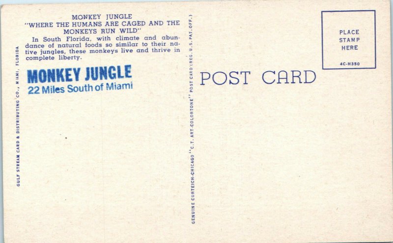 1950s Tommy the Chimp Monkey Jungle Miami Florida Postcard