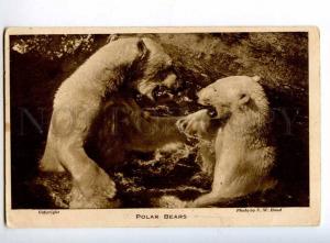 244326 ZOO Garden POLAR BEAR Swimming Vintage BOND PHOTO PC