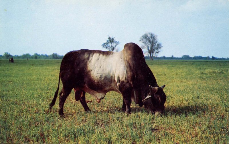 Brahman Bull