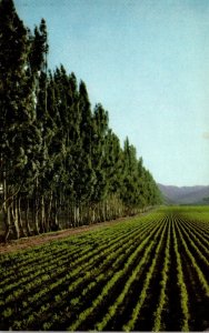 California Salinas Valley Sugar Beet Field Near King City