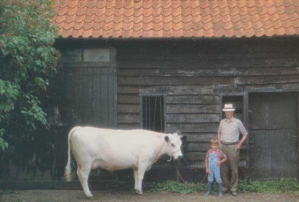 South Elmham Hall Harleston Norfolk Suffolk White Cow Farm Farming Postcard