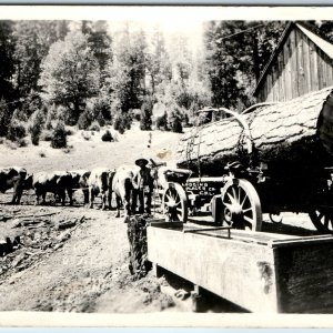 c1920s Placer Co. Cali. RPPC Logging Oxen Real Photo Postcard Foresthill A99