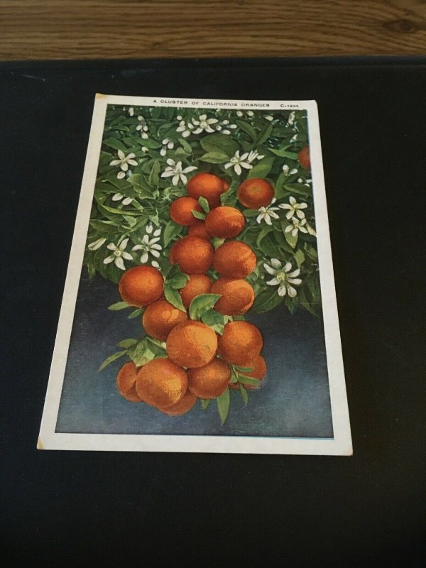 Vintage  Postcard - A Cluster of California Oranges