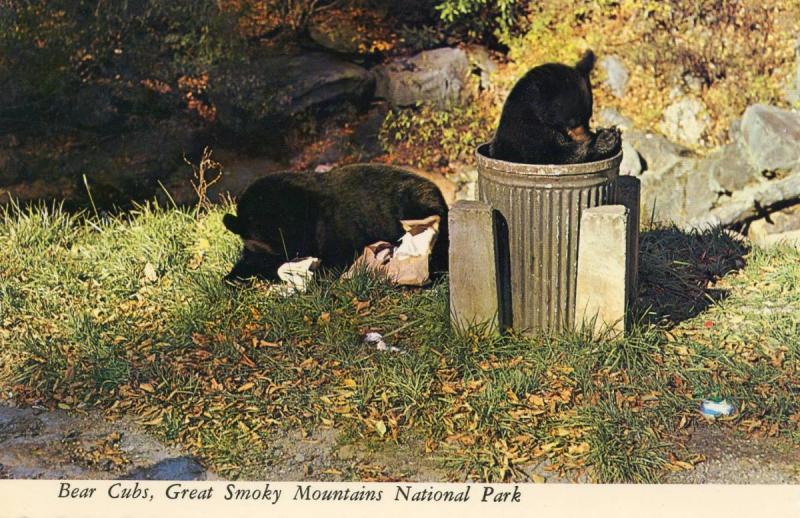 Black Bear Cubs in the Smoky Mountains