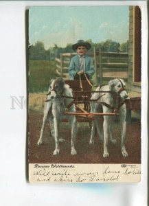 482394 Russian Wolfhound BORZOI Dog Carriage Vintage postcard USA 1908 year