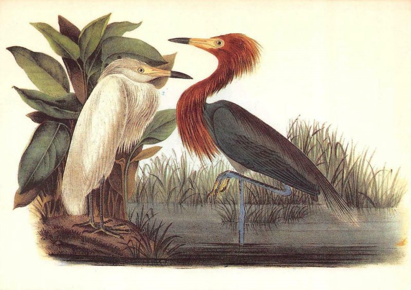 3~1987 OVERSIZE Postcards JOHN AUDUBON BIRDS Puffin & Reddish Egret & Magpie Jay