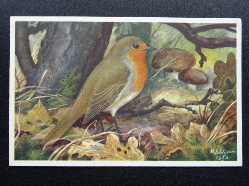 Bird Theme ROBIN Artist H.J. Slijper c1950s Postcard by R.S.P.B.