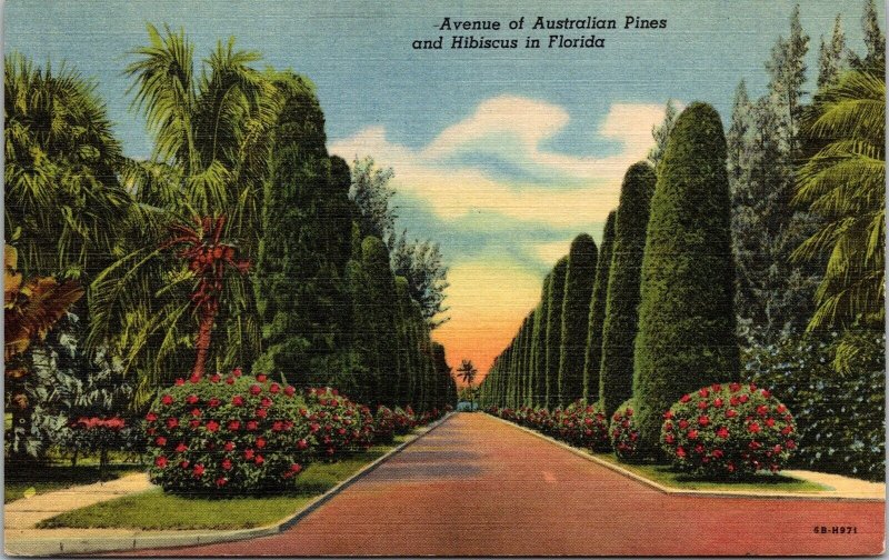 Avenue Of Australian Pines & Hisbiscus Flowers Florida Scenic Linen Postcard 