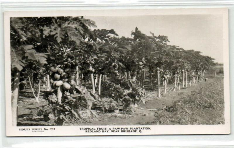 australia, BRISBANE, Paw-Paw Fruit Plantation (1950s) RPPC