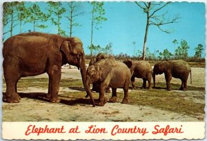 Postcard - Elephant at Lion Country Safari - West Palm Beach, Florida