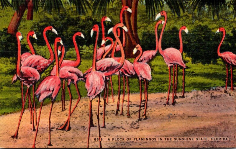 Florida Flock Of Flamingos In The Sunshine State