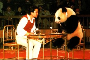 Panda Bear Florida Splendid China