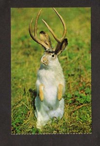 The Jackalope Rabbit With Horns Cute Postcard