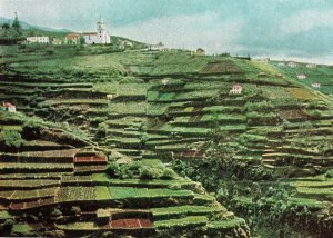 HANDCRAFTED CONTINENTAL SIZE POSTCARD FARM PLOTS MADEIRA ISL.