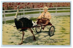 Casper's Ostrich And Alligator Farm St. Augustine FL, Man On Cart Postcard 