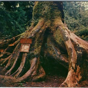 c1960s Trees of Mystery CA Octopus Tree Redwood Highway Chrome Mike Roberts