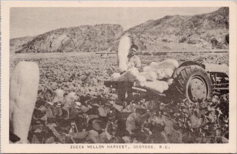 Zucca Mellon Melon Harvest Osoyoos BC Man Fruit Crop c1940s-50s Postcard E24