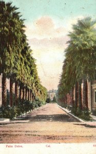 Palm Drive West Adams Near Grand Ave. Los Angeles California Vintage Postcard