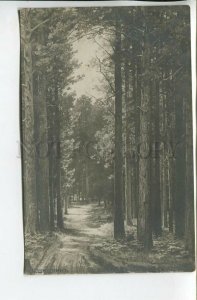 461791 SHISHKIN Road pine forest Vintage postcard RUSSIA