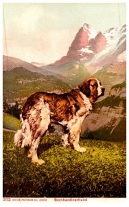 Dog   St. Bernard