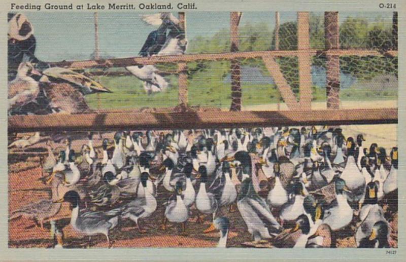 California Oakland Feeding Ground At Lake Merritt