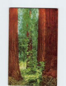 Postcard Muir Woods National Monument, Mill Valley, California