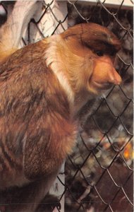 US 44 UK England Leichestershire Twycross Zoo Proboscis monkey postcard