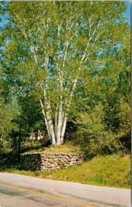 White Birches Peterborough Fieldstone Postcard WOB PM Vintage 