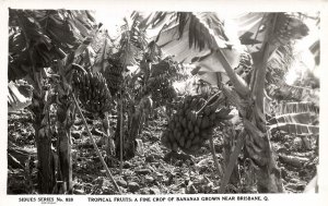 australia, BRISBANE, Q., Tropical Fruit, Fine Crop of Bananas, RPPC Postcard