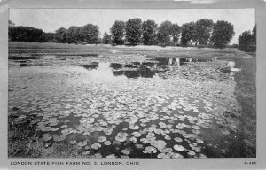 London Ohio 1940-50s Postcard London State Fish Farm No. 3