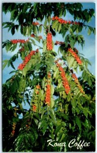 Postcard - Kona Coffee in Hawaii, USA