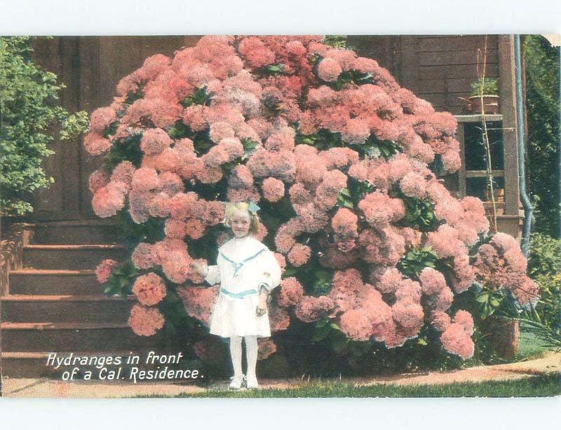 D-back GIRL STANDING BY HYDRANGEA FLOWERS Postmarked San Francisco CA E9722