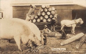 H97/ Interesting RPPC Postcard c1910 Exaggeration Pigs Corn Farmer Martin36