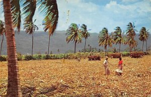 Harvesting Sugar Cane Jamaica Postal used unknown 