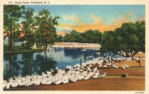 Vintage Postcard 1946 Duck Farm Outstanding Poultry Center Vineland New Jersey