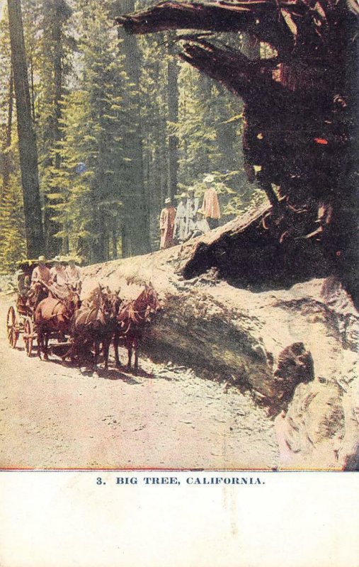 BIG TREE Horse-Drawn Carriage California Redwoods Vintage ca 1910s Postcard