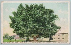 Santa Barbara CA~Rear of Potter Hotel Grounds~Rubber Tree~c1910 Detroit Pub Co